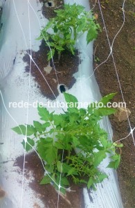 amarrado do tomate com HORTOMALLAS